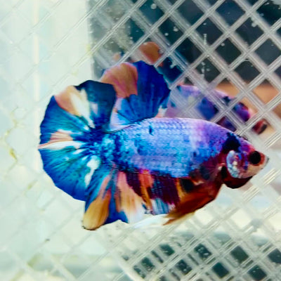 Plakat Candy Koi Galaxy Male Betta #Jul02