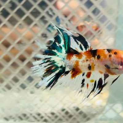 Betta Male Crowntail Orange Koi #jul27