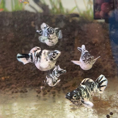 Zebra Round Balloon Molly
