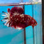 Red Gold Galaxy Stardust Plakat - Male Betta 041