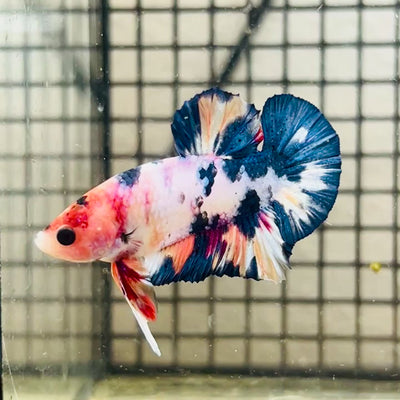 Plakat Koi White Candy Male Betta #125