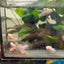 Baby Betta Purple Pink Halfmoon