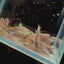 Baby Betta Imbellis