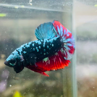 Plakat Avarta Nebula Male Betta #038