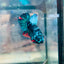 Plakat Avatar Nebula Male Betta #096