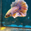 Feather Tail Yellow Mustard King neon - Male Betta 074