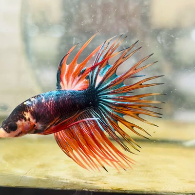Betta Male Crowntail Orange Koi #179