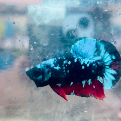 Plakat Avatar Nebula Male Betta #Ju31