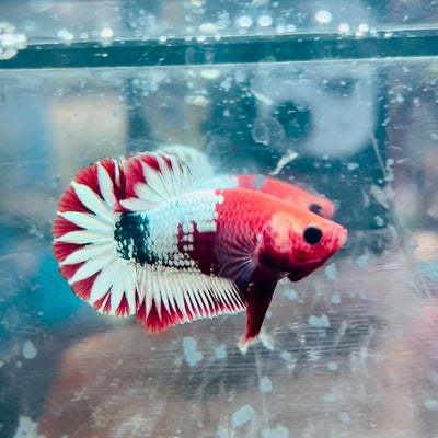 Plakat Red Fancy Coppe - Female Betta #116
