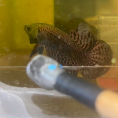 Wild Hybrid Alien Copper - Male Betta J22