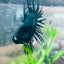 Black Orchid Crowntail - Male Betta #132