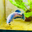 Plakat Mustard Yellow Mascot Female Betta #033
