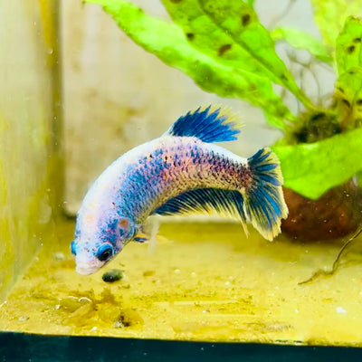 Plakat Mustard Yellow Mascot Female Betta #033