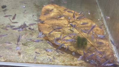 Blue Rim Plakat Baby Betta