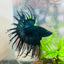 Crowntail Black Orchid King Male Betta #097