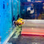 Betta Male Crowntail Orange Koi #171