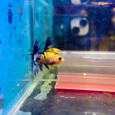 Betta Male Crowntail Orange Koi #171