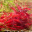 Bloody Mary Neocaridina Shrimp - Good Grade