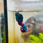 Plakat Red Koi Candy Male Betta #008