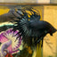 Black Orchid King Crowntail - Male Betta 109