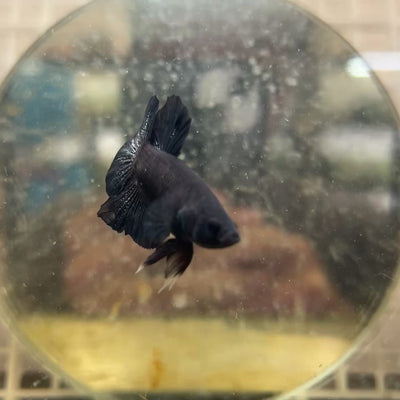 Plakat Super Black Male Betta #190
