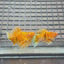Gold Zebra Balloon Molly Fish - High Grade Red Eye Lyretail