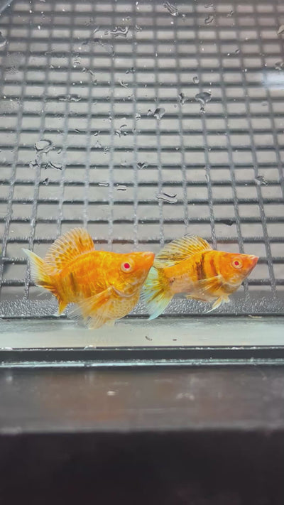 Gold Zebra Balloon Molly Fish - High Grade Red Eye Lyretail
