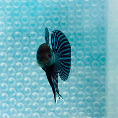Wild Mahachai Grey Male Betta #047
