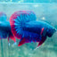 Plakat Red Blue Hellboy Male Betta #042