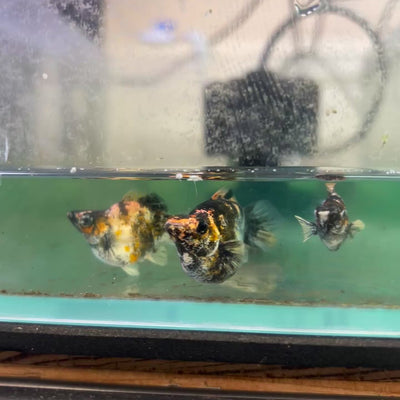 Tiger Round Balloon Molly