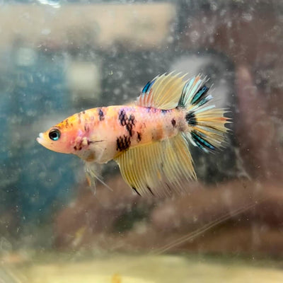 Crowntail Yellow Koi Female Betta #J18