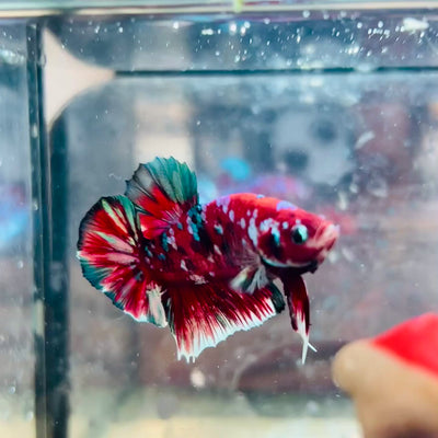 Plakat Red Koi Galaxy Male Betta #153