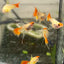 Guppy Fish Wild Koi Short Glass Belly