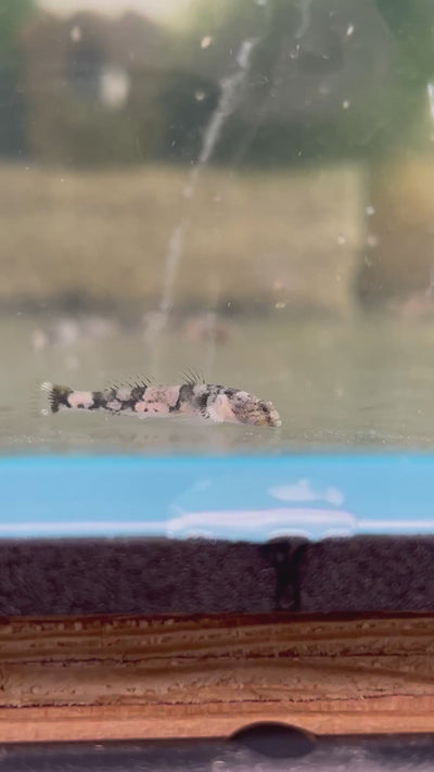Tiger Goby - Taiwanese colour change