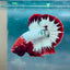 Plakat Red Fancy Copper Male Betta #144
