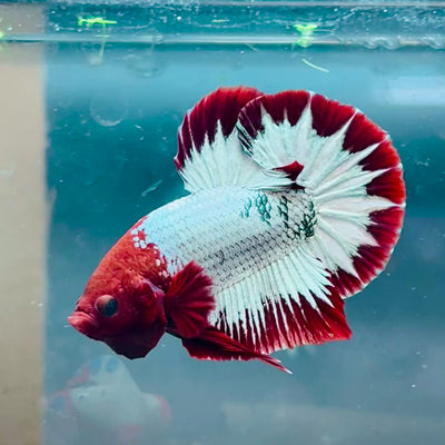 Plakat Red Fancy Copper Male Betta #144