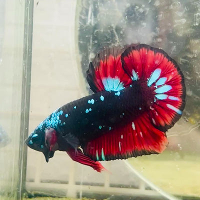 Avarta Vampire Plakat - Male Betta #045