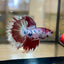 Pez koi cola de corona - Betta macho 115