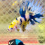 Betta Male Crowntail Yellow Koi #188