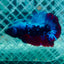 Plakat Avatar Nebula Male Betta #088