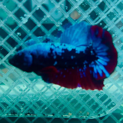 Plakat Avatar Nebula Male Betta #088
