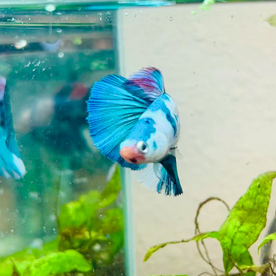 Halfmoon Turquoise White Candy Female Betta #115