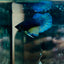 Plakat Yellow Gas Male Betta #134