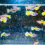 Guppy Fish Yellow Koi Glass Belly Short Body