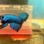 Alien Hybrid Blue Male Betta