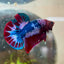 Plakat Red Fancy Male Betta #192