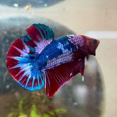 Plakat Red Fancy Male Betta #192