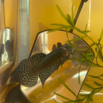 Gray Alien Hybrid Wild - Male Betta