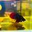 Wild Imbellis Blue Veil Tail - Male Betta