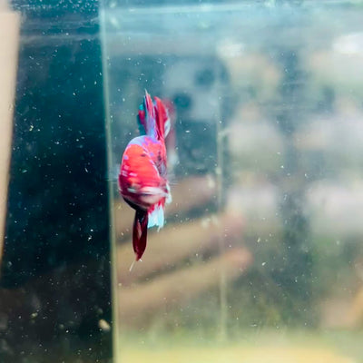 Plakat Red Koi Galaxy Male Betta #